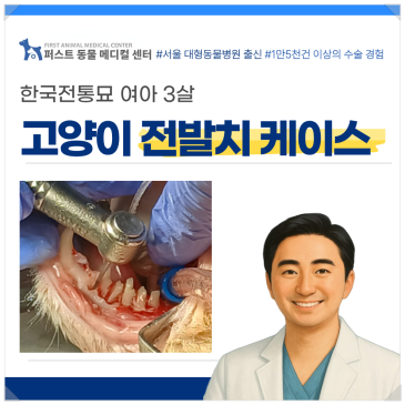 고양이 전발치 케이스