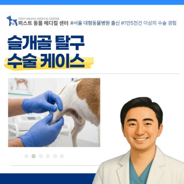 슬개골 탈구 3기 케이스