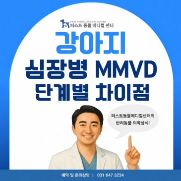 강아지 MMVD 단계별 이야기